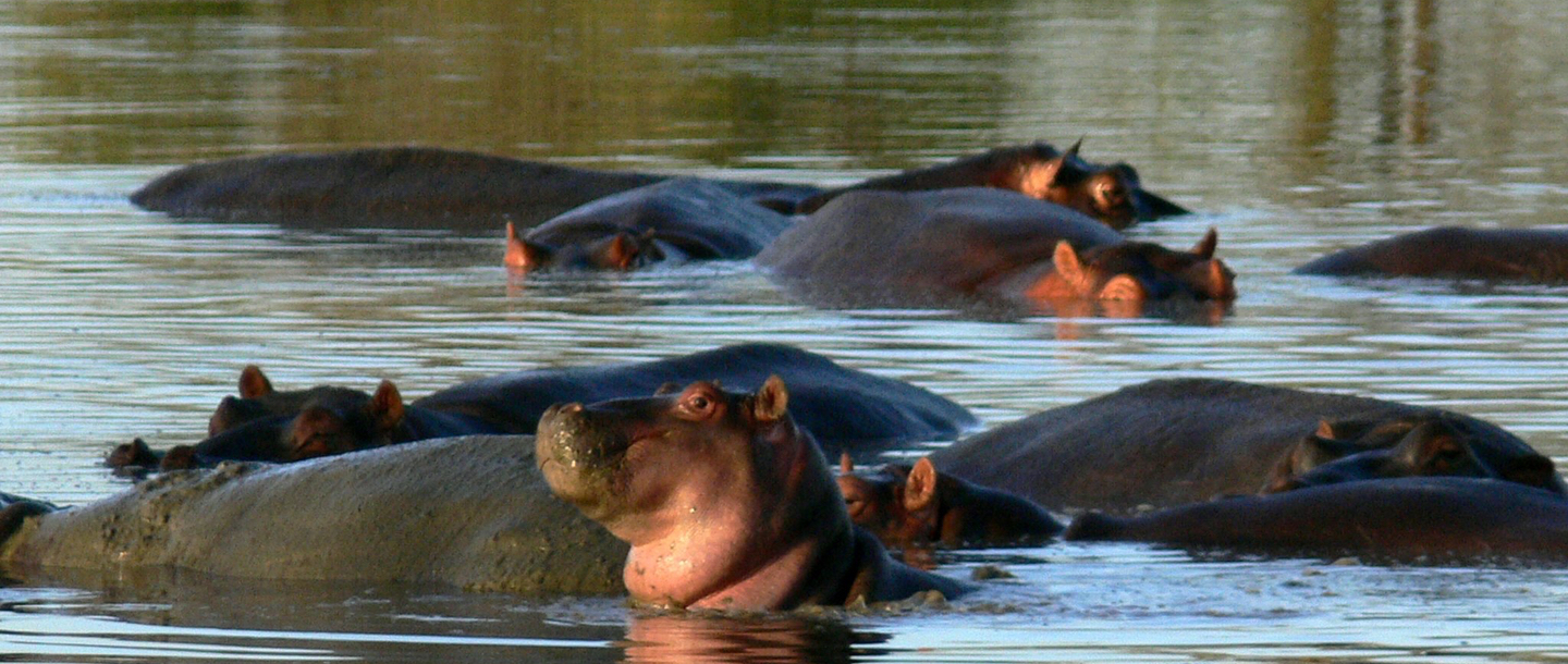 Hippos at the Mahali Mzuri Game Viewing Safari in Kenya