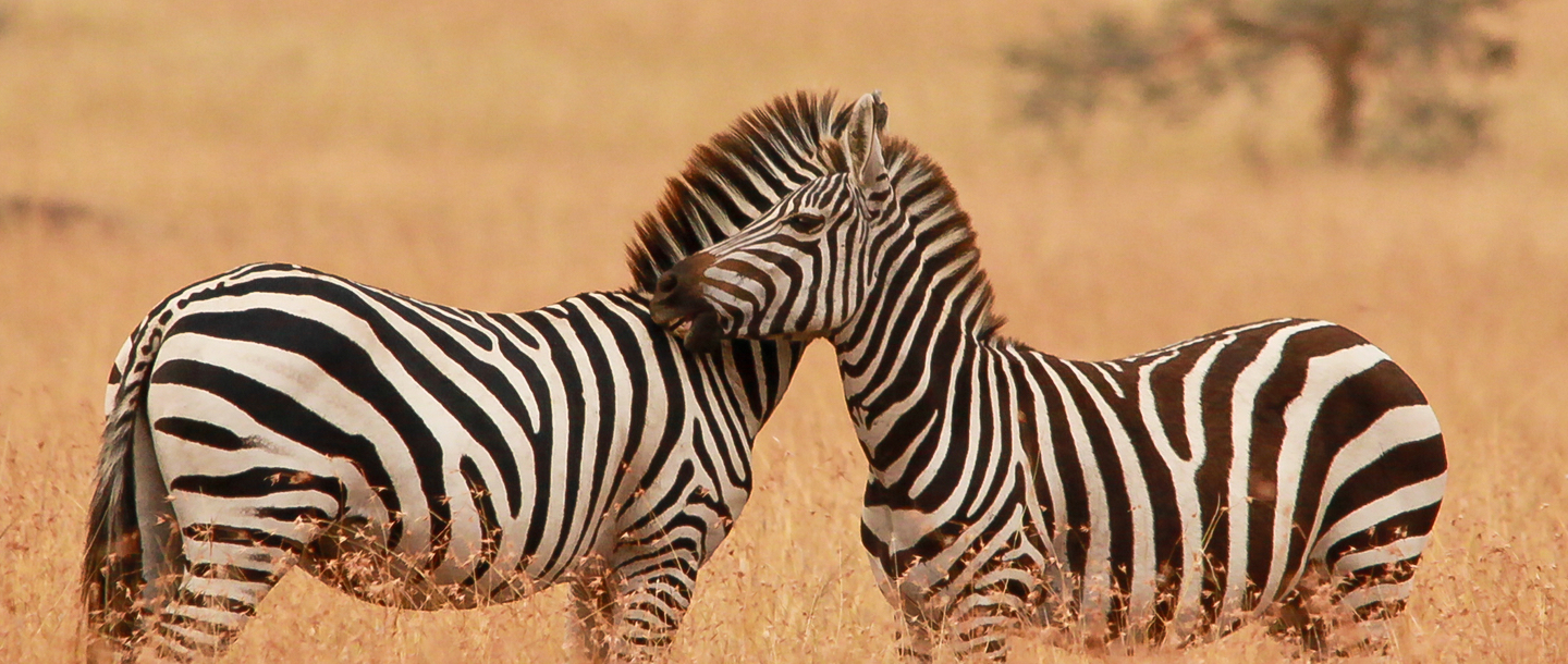 Zebras at the Mahali Mzuri Game Viewing Safari in Kenya